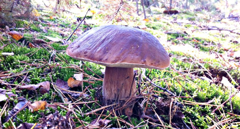 Płońszczak NA DOBRY DZIEŃ - 17.10.2019