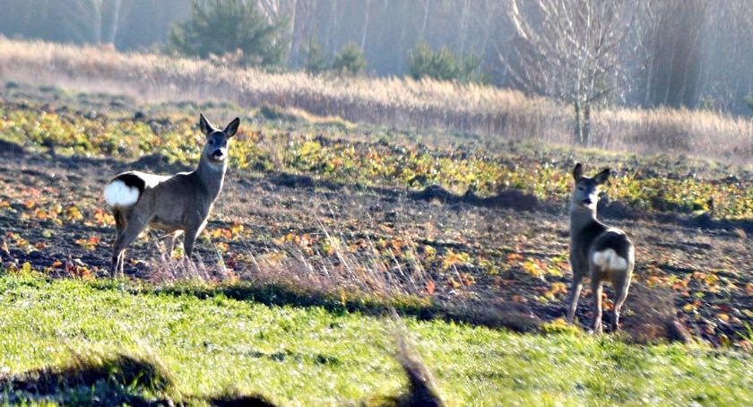 Płońszczak NA DOBRY DZIEŃ - 21.12.2019