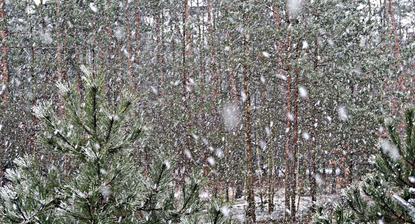 Płońszczak NA DOBRY DZIEŃ - 31.01.2020