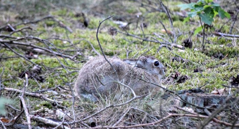 Płońszczak NA DOBRY DZIEŃ - 13.03.2020