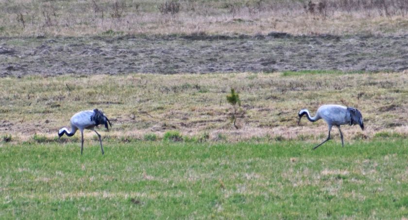 Płońszczak NA DOBRY DZIEŃ - 18.03.2020