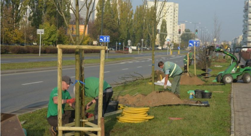 277 nowych drzew na Żoliborzu – podsumowanie 2020