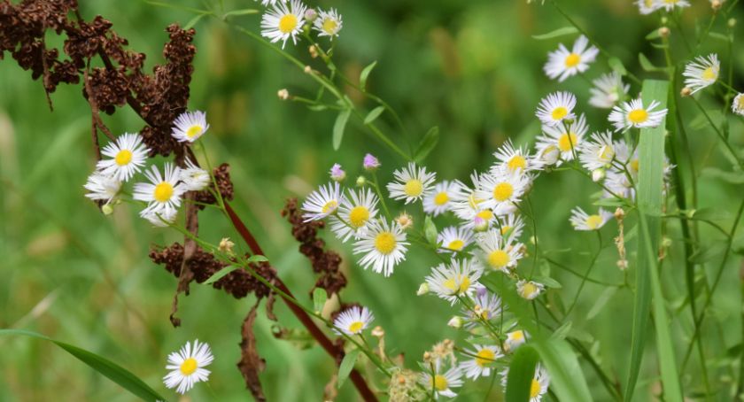 Spacer botaniczny po Lesie Bielańskim