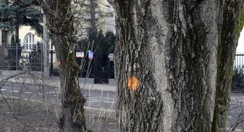 Plac Lelewela i drzewa