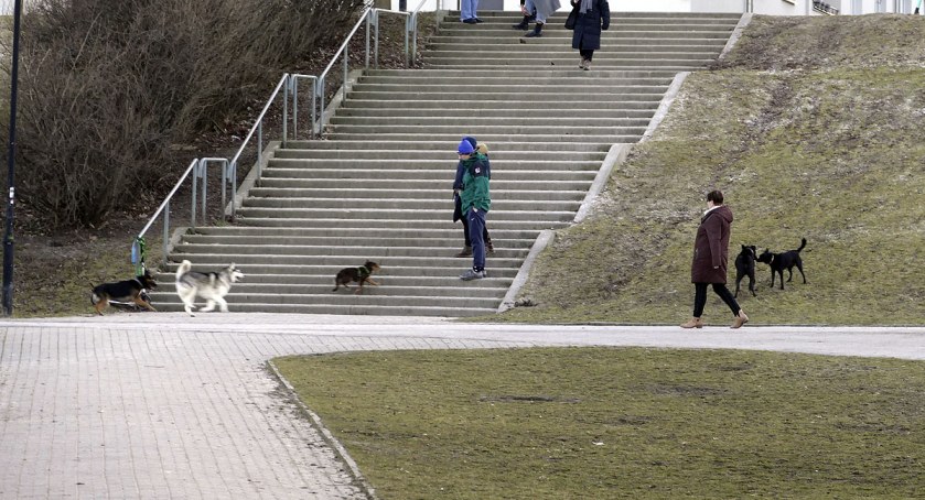 Dziury w trawnikach i psie łapy