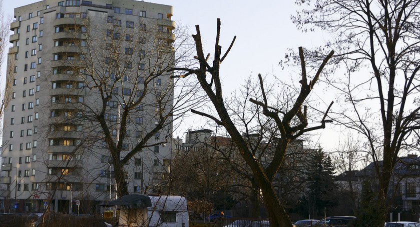 Pielęgnowanie drzew na Żoliborzu