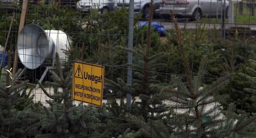 Marymont Potok i sprzedaż choinek