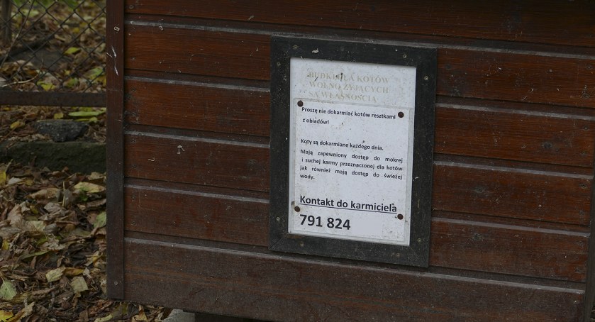 Głodne koty, Urząd dzielnicy Żoliborz i wścieklizna