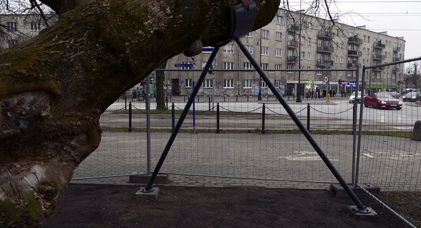 Drzewo na Placu Wilsona