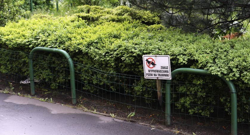 Zakaz wyprowadzania psów na trawniki