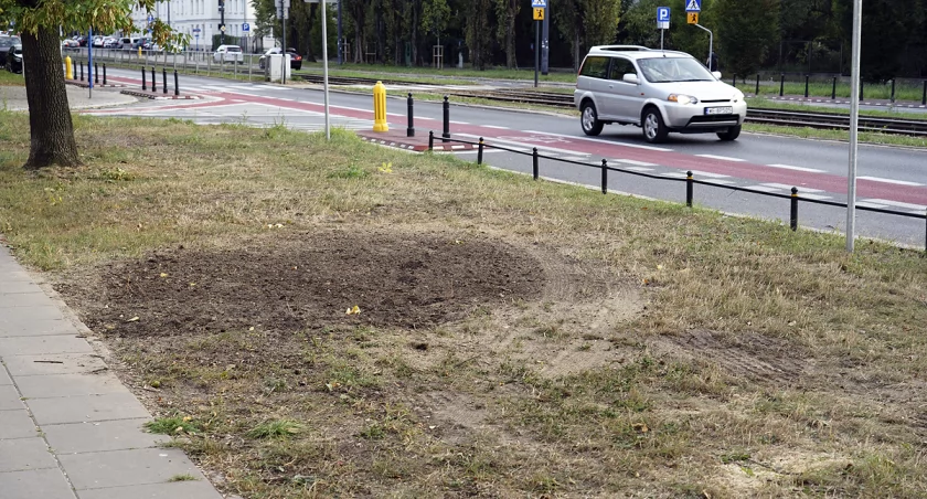 Zniknęło drzewo z ulicy Mickiewicza
