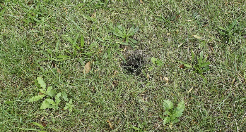Dziura na trawniku przy ulicy Mickiewicza