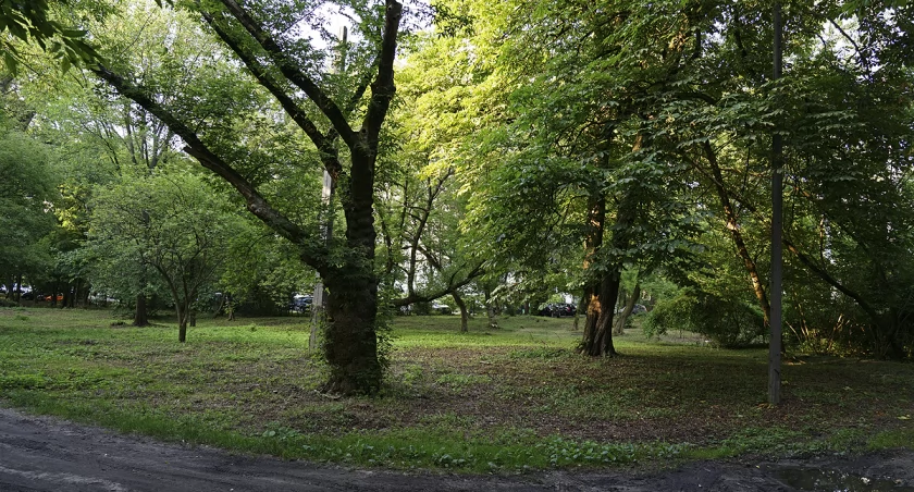 Marymont Potok, pokrzywy i choinki