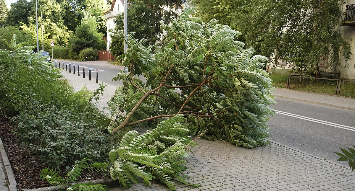 Na Żoliborzu spokojnie