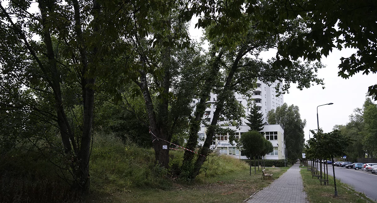 Drzewo skazane na ścięcie