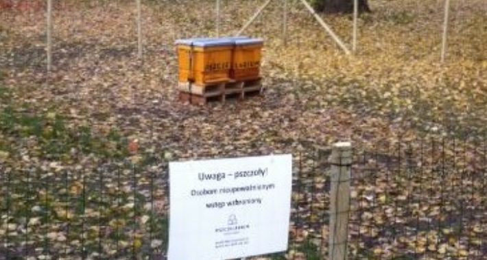 Pszczelarstwo miejskie