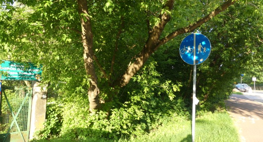 Niebezpieczne drzewo przy Gwiaździstej