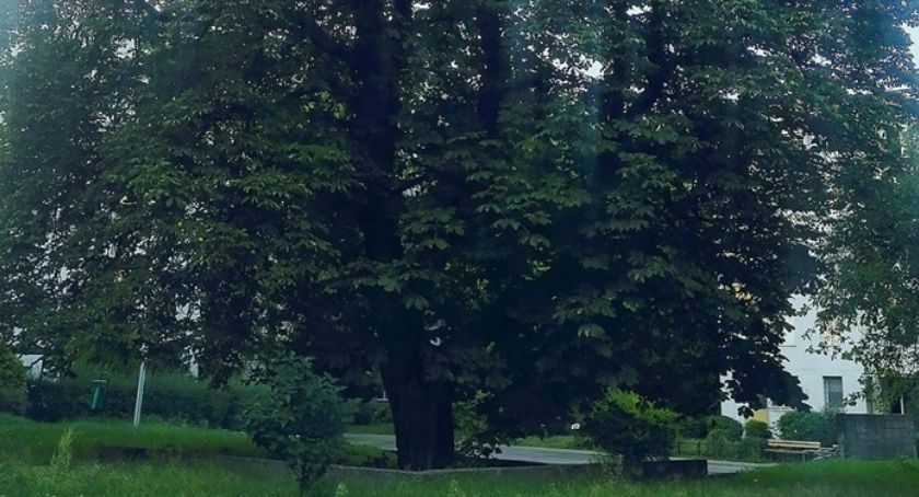 Piękny Kasztanowiec będzie pod ochroną?