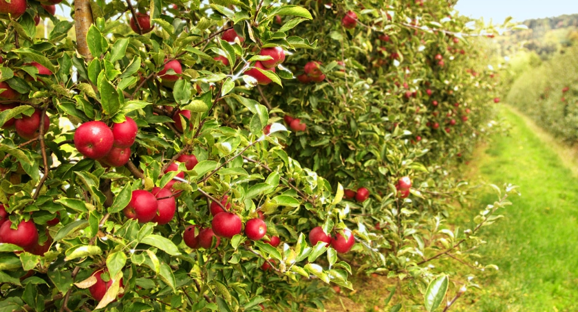 Tutti per Frutti 