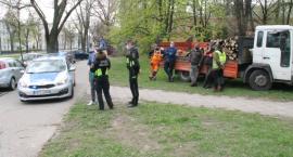 Popiełuszki 15 - drzewo okaleczone, ale uratowane