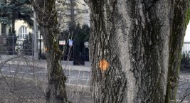 Plac Lelewela i drzewa