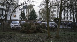 Wysyp choinek na Żoliborzu
