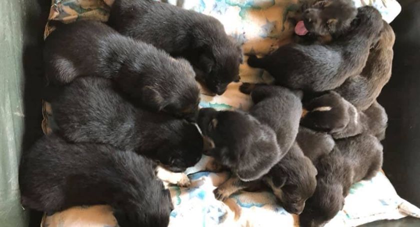 11 szczeniaków porzuconych w lesie. Wkrótce trafią do adopcji [foto]