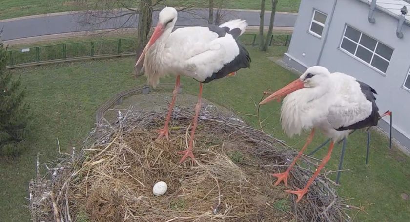 Pierwsze jajo pojawiło się u naszych bocianów! AKTUALIZACJA [foto+video]