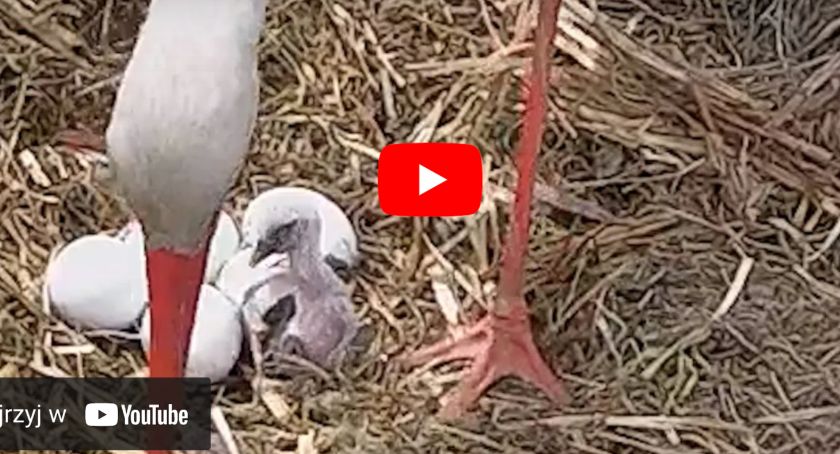 Są już pierwsze bocianiątka! [foto+video]