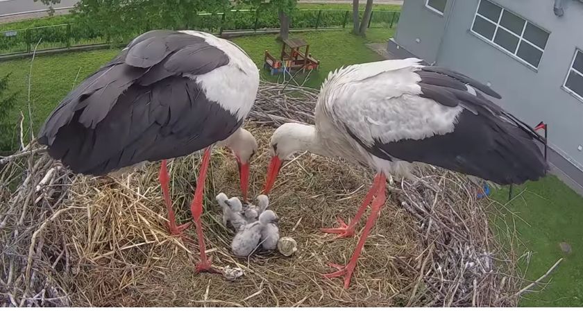 Bociania rodzinka już w komplecie [foto+video]