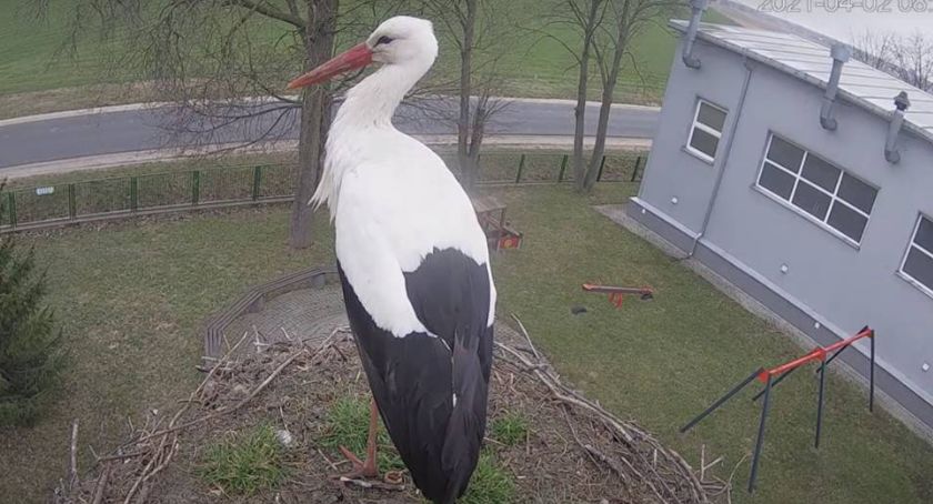 Zobaczcie, jak rozwijała się nasza bociania rodzinka [VIDEO+FOTO]