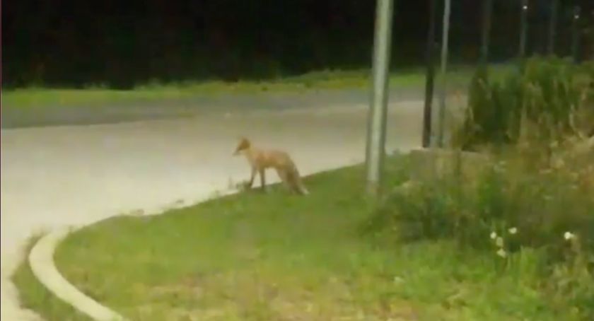 Niecodzienny gość na ulicach Zambrowa [VIDEO]