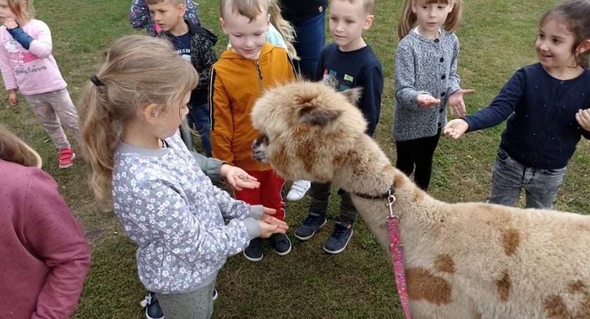 Alpaki odwiedziły Gminne Przedszkole w Szumowie [FOTO]