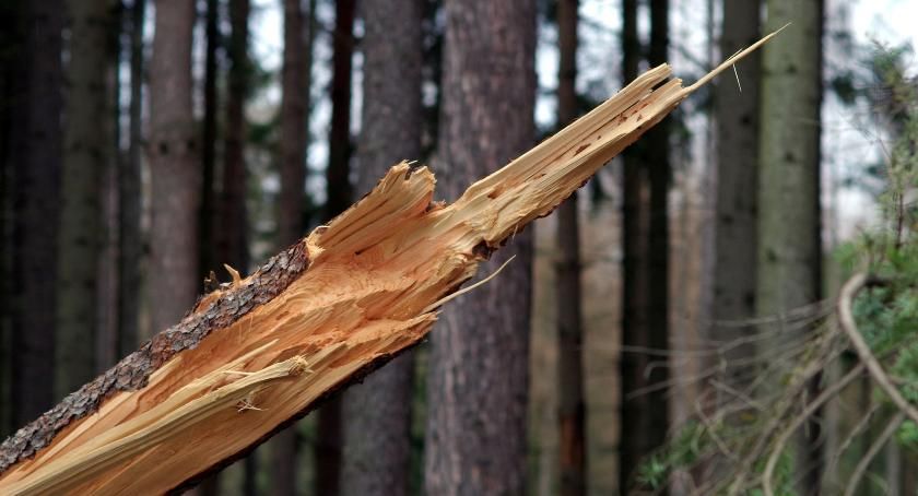 Synoptycy ostrzegają przed silnym wiatrem!