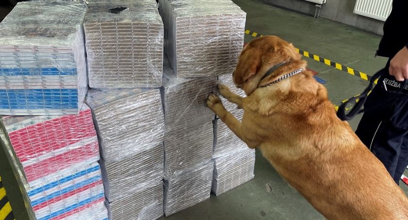 Labrador Odi wywęszył kontrabandę wartą ponad 110 tys. zł [FOTO]