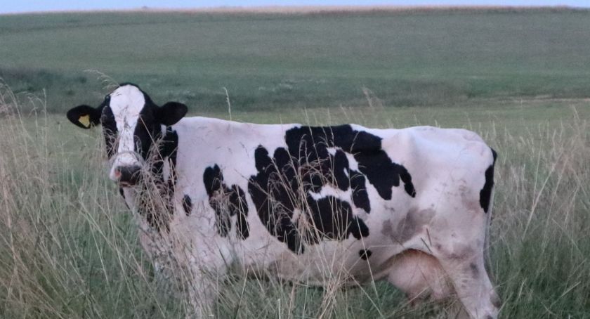 Pomoc dla rolników, którym nie zapłacono za sprzedane mleko