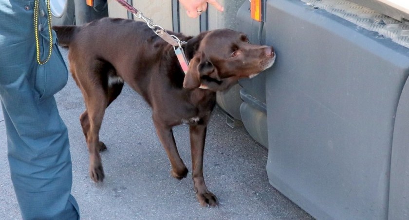 Labradorka Mila znalazła papierosy w tłumiku ciężarówki [FOTO]