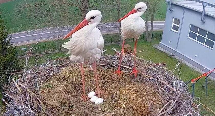 Kolejne jaja pojawiły się u naszych bocianów [FOTO+VIDEO]