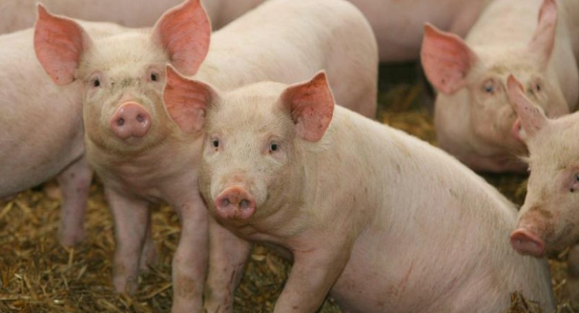 1000 zł do każdej dziesiątki prosiąt – dzisiaj ostatni dzień na złożenie wniosku