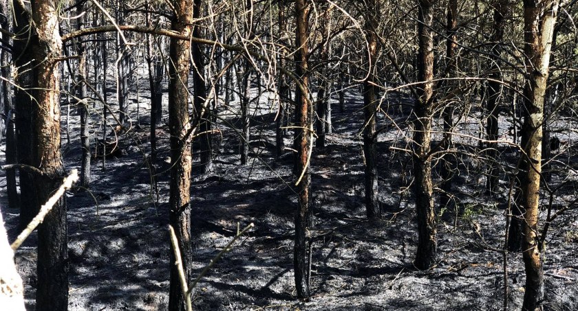 1,2 ha lasu spłonęło dzisiaj w gminie Szumowo [FOTO+VIDEO]