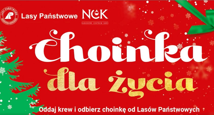Oddaj krew i odbierz choinkę od Lasów Państwowych