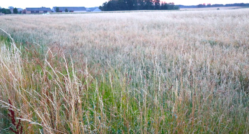 Szkolenia i sprawny sprzęt podstawą bezpiecznego stosowania środków ochrony roślin
