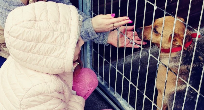 Z wizytą w przytulisku dla zwierząt Fundacji Jedno Serce Nie Da Rady [FOTO]