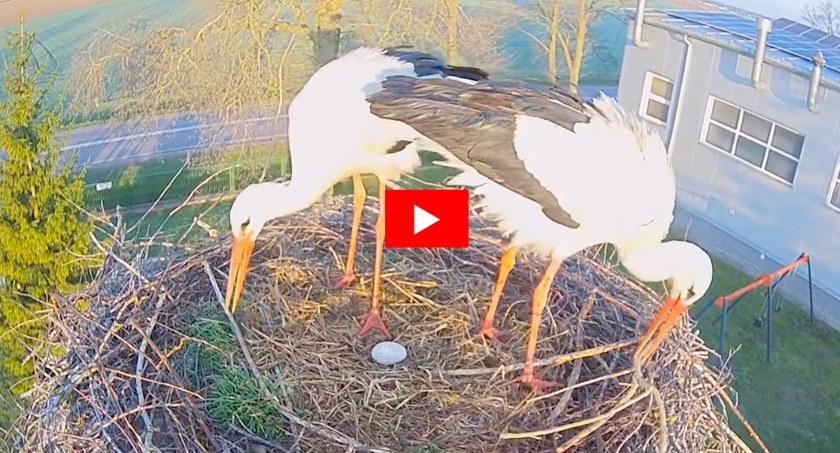 Wielkanocna niespodzianka u naszych bocianów! [VIDEO+FOTO]