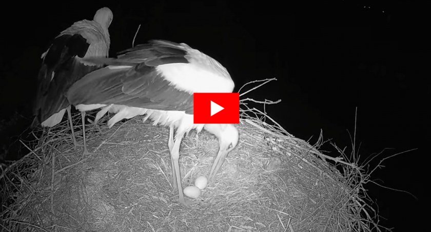 Jest drugie jajo! [VIDEO+FOTO]