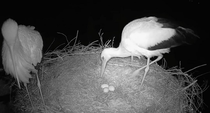 Jest trzecie jajo u naszych bocianów! [VIDEO+FOTO]