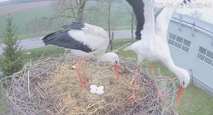 Rodzina bocianów się powiększa! [VIDEO+FOTO]