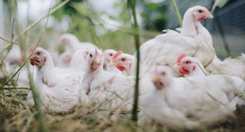 Wojewoda podlaski podpisał rozporządzenie w sprawie szczepień kur i indyków przeciwko rzekomemu pomorowi drobiu