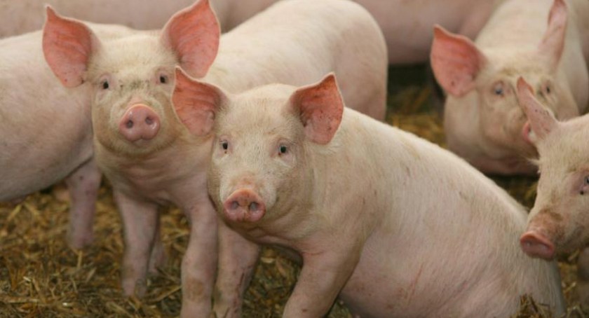 Producenci świń już mogą składać wnioski o wsparcie