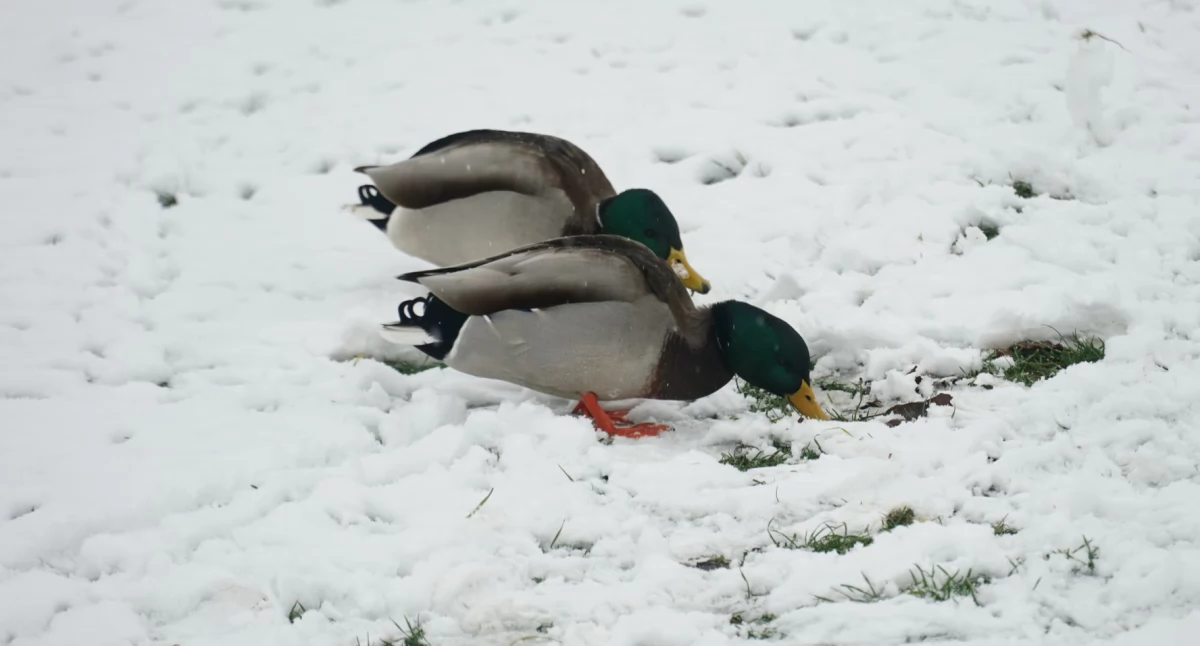 Spadł pierwszy w tym sezonie śnieg. Czy to początek zimy? [VIDEO+FOTO]